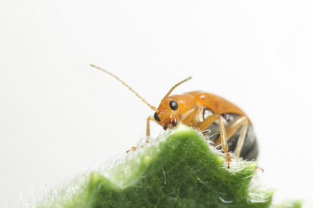 Macro orange insect feeding nutrient on green leaf in garden の写真素材