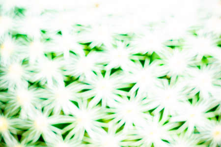 Closeup and blur green cactus with needles pattern for background