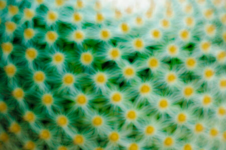 Closeup and blur green cactus with needles pattern for background 