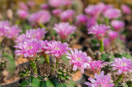 Pink flowers cactus at cactus fieldの写真素材
