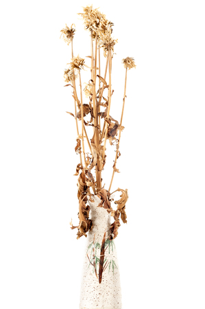 dry flowers in vase on white backgroundの写真素材
