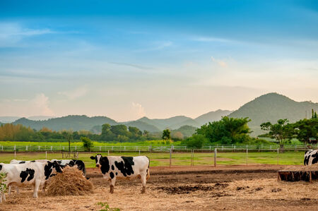 Black and white cows in a farmland.の写真素材