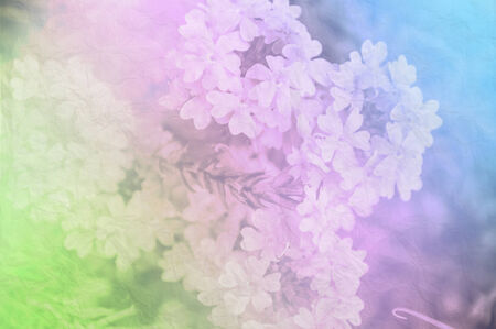 Closeup Flowers with Soft Focus Color Filtered as Background.の写真素材