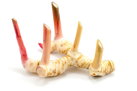 Galanga (Alpinia galanga SW)の写真素材