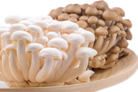 mushroom on wood bold on white backgroundの写真素材