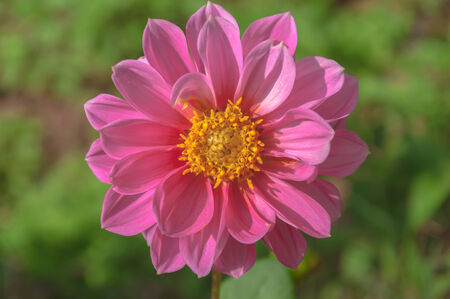 Dahlia flowerの写真素材