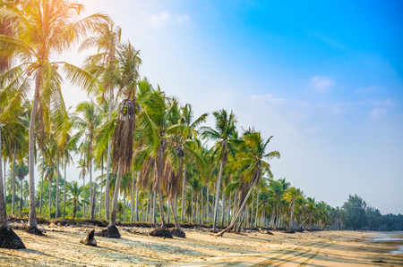 Tropical beach with coconut palm treesの写真素材
