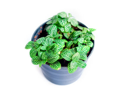 Green leaves plant in plastic pot, house decoration in nature stylesの写真素材