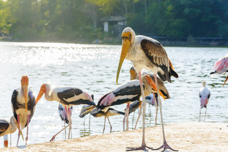 The Painted Stork (Mycteria leucocephala) is a large wading bird in the stork family.の写真素材