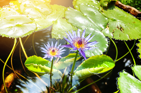water lily, purple lotus  pond in sunny dayの写真素材