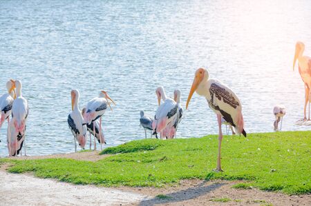 The Painted Stork (Mycteria leucocephala) is a large wading bird in the stork family.の写真素材