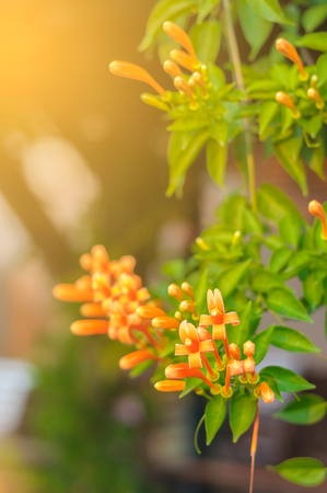 Pyrostegia venusta, also commonly known as flamevine[2] or orange trumpet vine, is a plant species of the genus Pyrostegia of the family Bignoniaceae originally endemic to Brazil, but nowadays a well-known garden speciesの写真素材