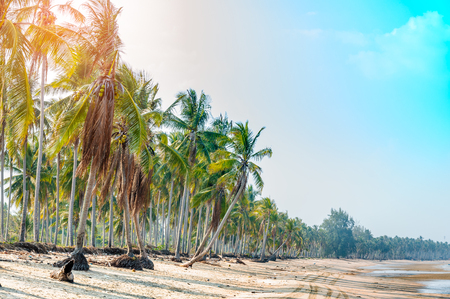 Tropical beach with coconut palm trees. Koh Chang, Thailandの写真素材