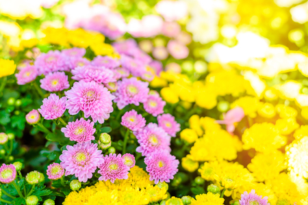 Beautiful chrysanthemum as background picture. Chrysanthemum wallpaper, Chrysanthemums, sometimes called mums or chrysanths, are flowering plants of the genusの写真素材