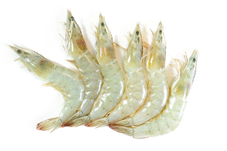 fresh shrimp/prawn on white backgroundの写真素材