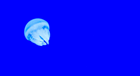 Beautiful jellyfish, medusa in the neon light ,ocean wildlife, Underwater life in ocean jellyfish.の写真素材
