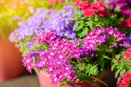 Beautiful flowers on plastic pot, Decoration home improvementの写真素材