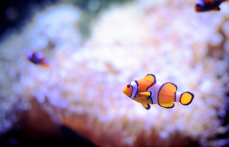 Clownfish, Amphiprioninae, in aquarium tank with reef as background.の写真素材
