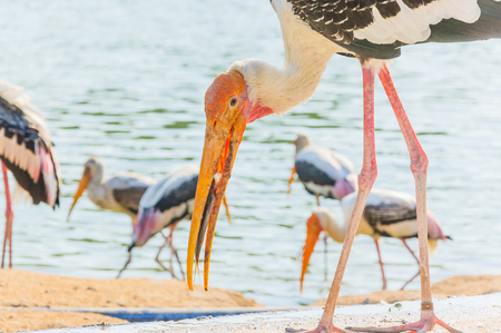 The Painted Stork (Mycteria leucocephala) is a large wading bird in the stork family.の写真素材