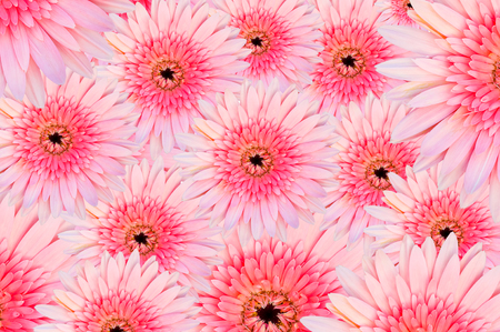 beautiful pink gerberas petals closeupの写真素材