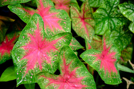 Beautiful Caladium bicolor colorful leaf in the garden.の写真素材