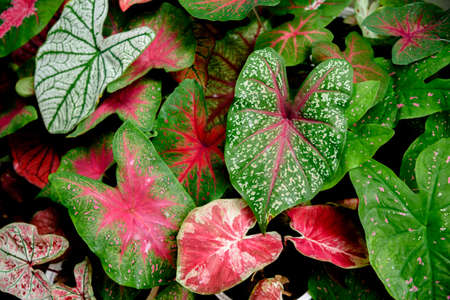 Beautiful Caladium bicolor colorful leaf in the garden.の写真素材