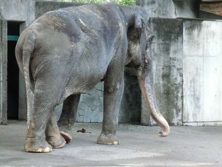 Asian elephant Hanakoのeditorial素材