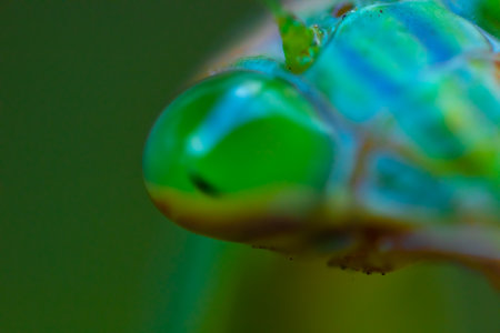 A green mantis on the leaf daytime super closeup