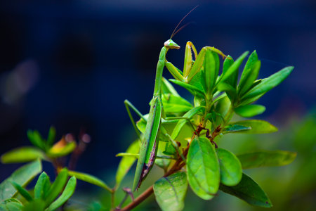 A green mantis on the leaf daytime closeup