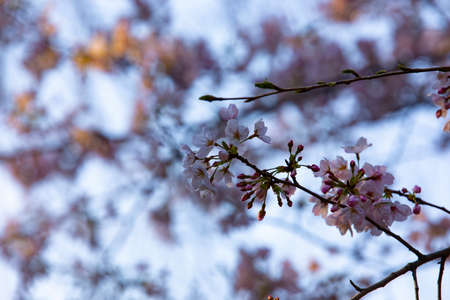 Cherry blossom at the park daytime