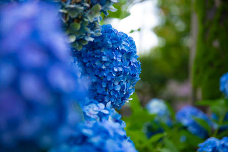 Hydrangea flower at the garden in Japan rainy day closeup