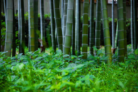 Beautiful bamboo forest at the traditional park daytimeの写真素材
