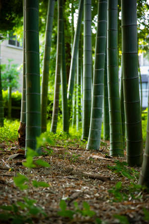 Beautiful bamboo forest at the traditional park daytimeの写真素材