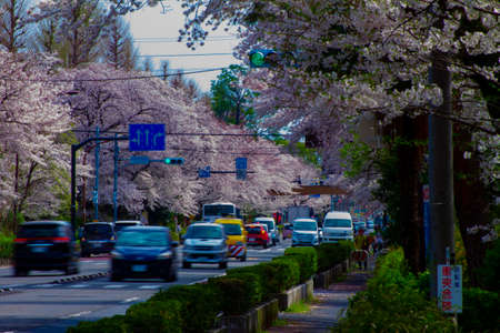 A traffic on the cherry blooms street in Kunitachi Tokyo