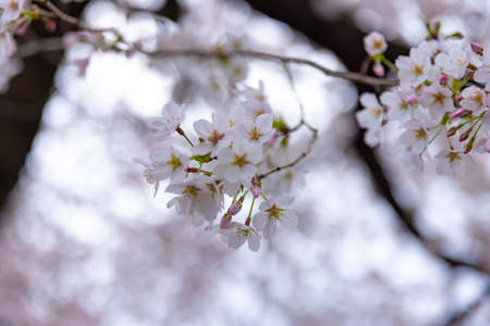 Cherry blossom at the park cloudy day closeup