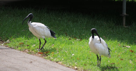 Australian White Ibis at Taronga zoo island in Sydney daytime handheld