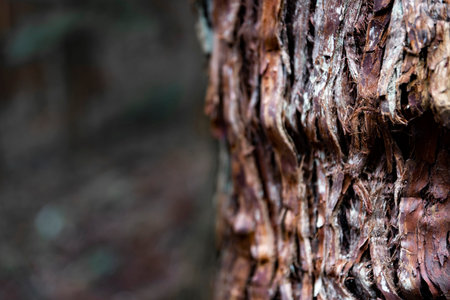 A wooden texture of cedar treeの写真素材
