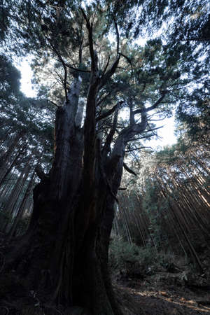 A Japanese big cedar tree in the mysterious forest daytimeの写真素材
