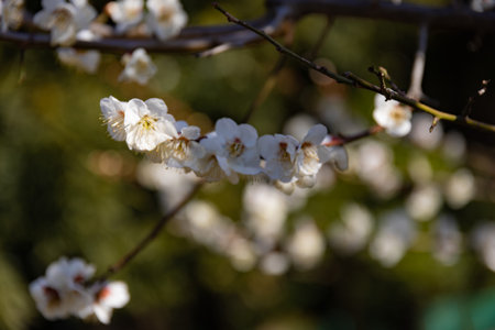 Plum flower behind the blue sky sunny day close upの写真素材