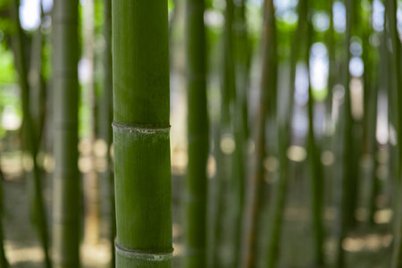 A green bamboo forest in spring sunny day close upの写真素材