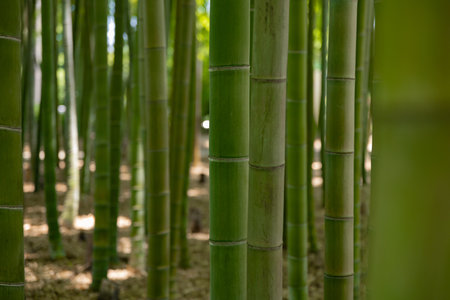 A green bamboo forest in spring sunny day close shotの写真素材