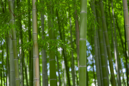Green bamboo leaves in Japanese forest in spring sunny dayの写真素材