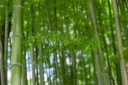 Green bamboo leaves in Japanese forest in spring sunny dayの写真素材