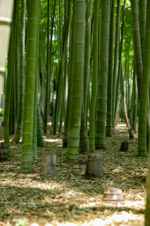 A green bamboo forest in spring sunny dayの写真素材