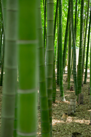 A green bamboo forest in spring sunny dayの写真素材