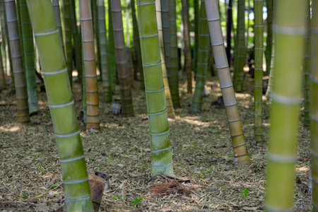 A green bamboo forest in spring sunny day close shotの写真素材
