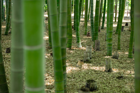 A green bamboo forest in spring sunny dayの写真素材