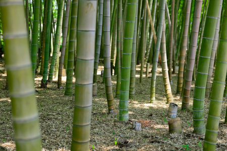 A green bamboo forest in spring sunny dayの写真素材