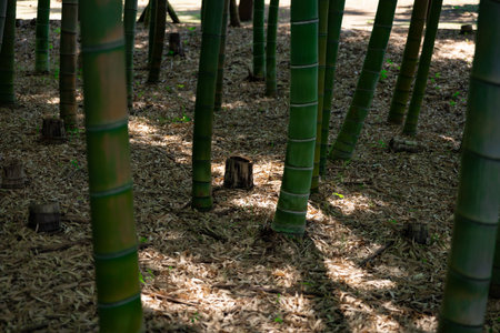 A green bamboo forest in spring sunny day close shot looking downの写真素材