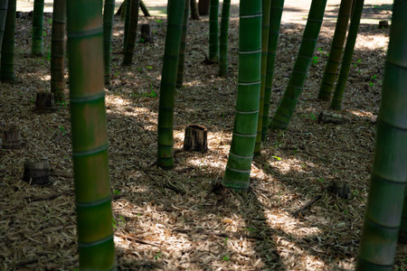 A green bamboo forest in spring sunny day close shot looking downの写真素材